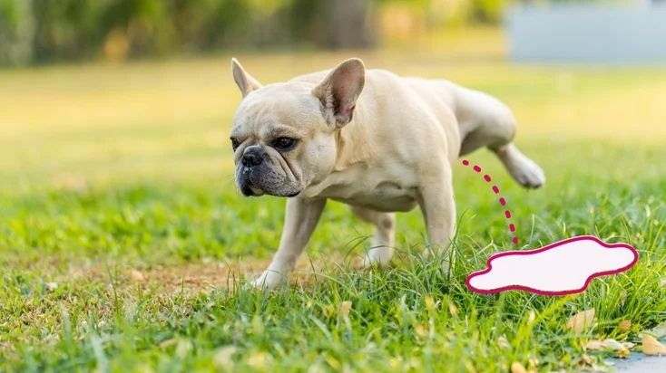 Köpeğim Neden Çok İdrar Yapıyor?