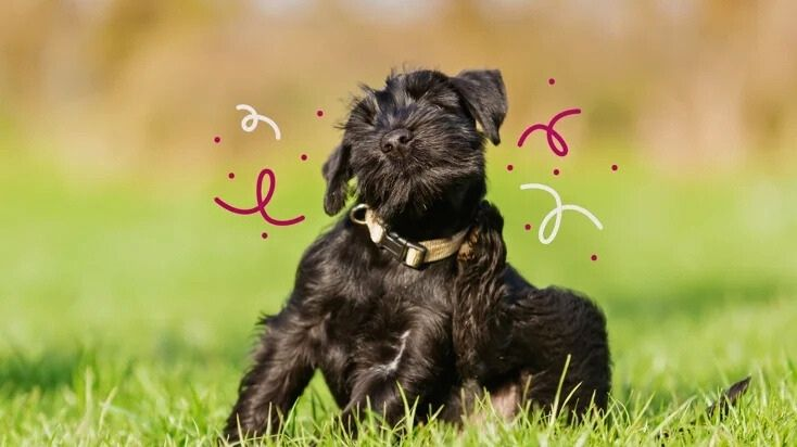 Köpeğim Neden Çok Kaşınıyor?