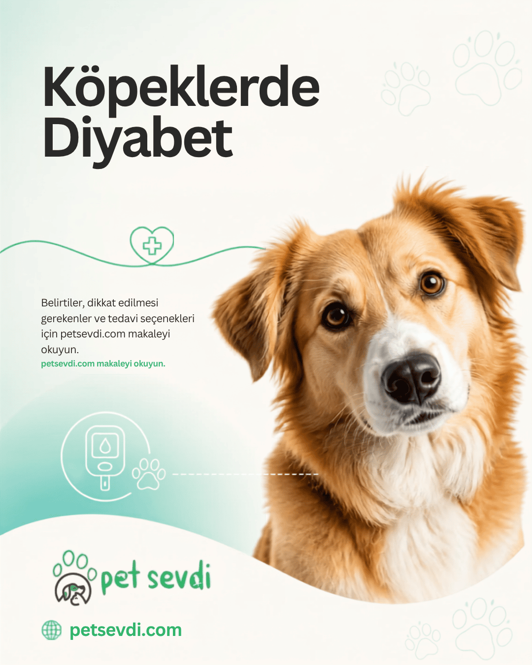Köpeklerde Diyabet: Belirtileri, Nedenleri, Tedavisi ve Beslenmede Dikkat Edilmesi Gerekenler